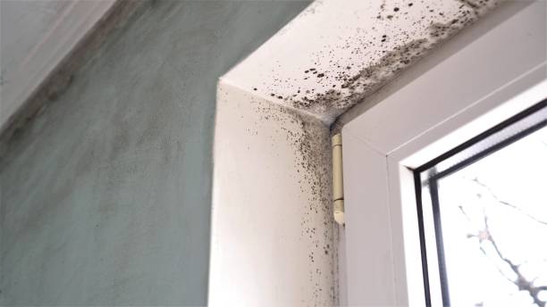 Best Local Mold Removal Service  in Greenfield, IL