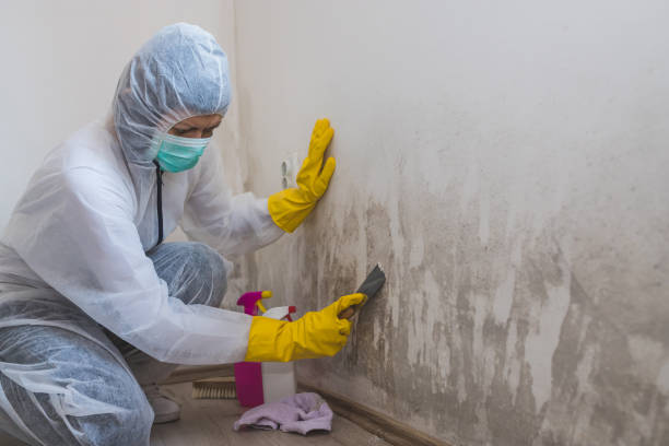 Best Residential Mold Removal  in Greenfield, IL