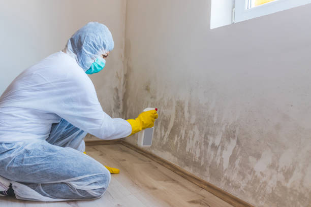 Mold Removal Process in Greenfield, IL