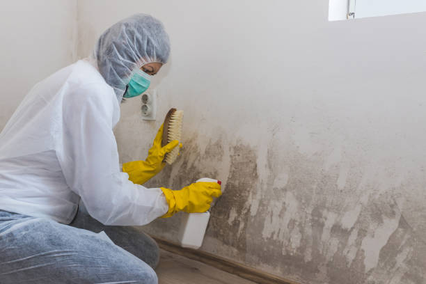 Reliable Greenfield, IL Mold Removal Solutions