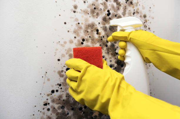 Best Mold Inspection  in Greenfield, IL