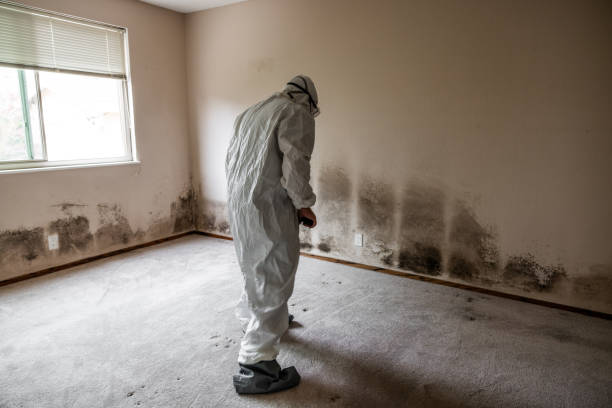 Best Fast Mold Removal  in Greenfield, IL