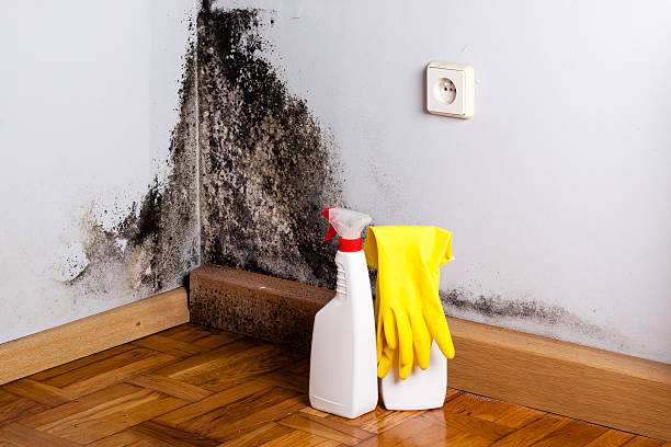 Best Attic Mold Removal  in Greenfield, IL