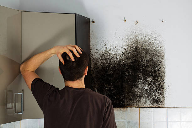  Greenfield, IL Mold Removal Pros