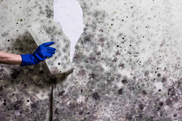 Best Affordable Mold Removal  in Greenfield, IL