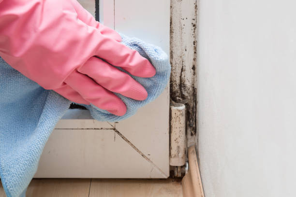 Best Mold Removal Process  in Greenfield, IL