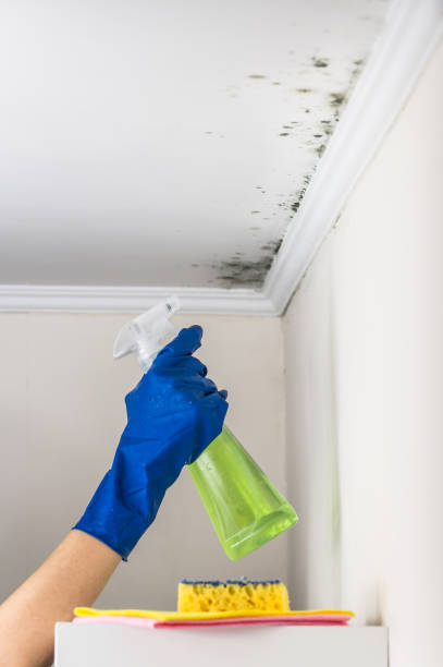 Best Mold Testing  in Greenfield, IL