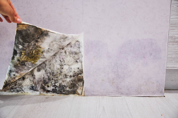 Best Affordable Mold Removal  in Greenfield, IL
